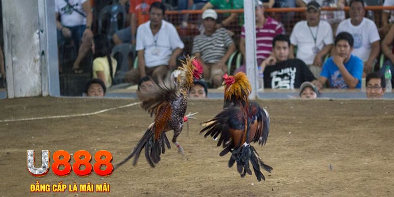 88club đăng nhập mậu binh khuyến mãi