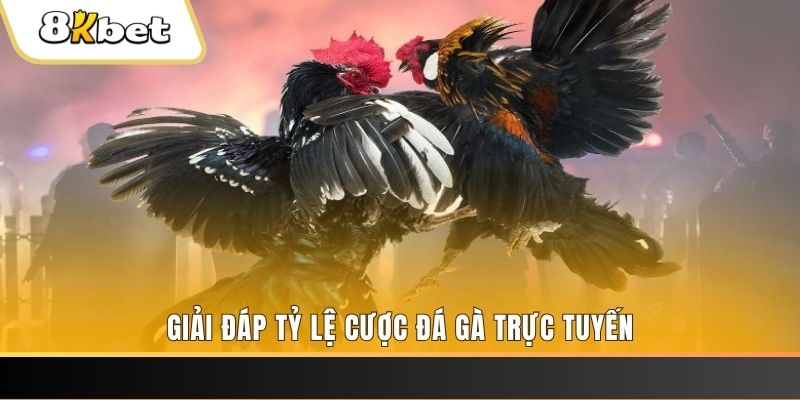 88club trực tiếp đá gà thomo